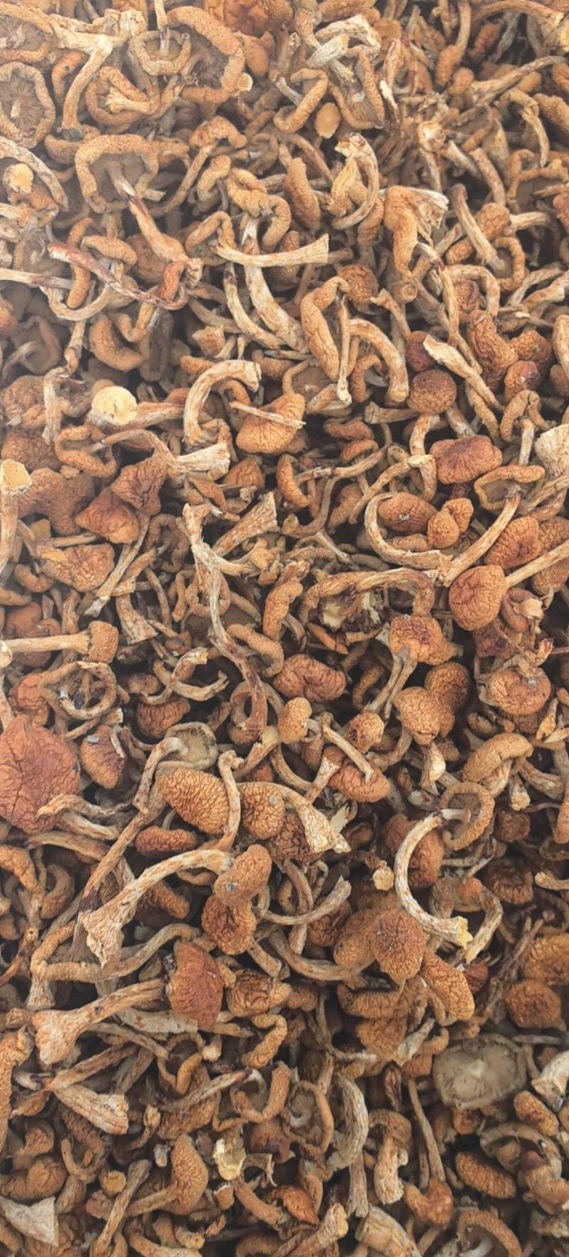 滑子菇干，精品货，货源充足，产地直发，诚信经营，欢迎客商