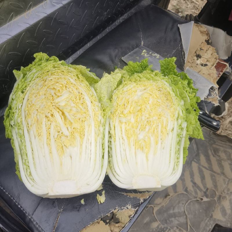精品大白菜，河南是大白菜产区主要有黄心白菜，白心白菜。