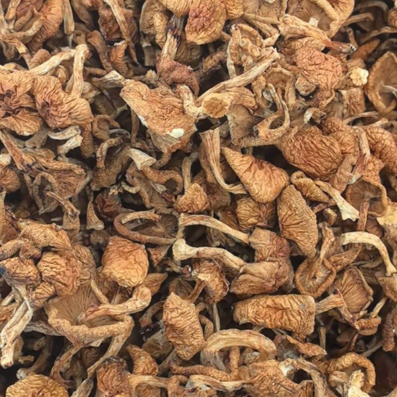 滑子菇干，精品货，货源充足，产地直发，诚信经营，欢迎客商