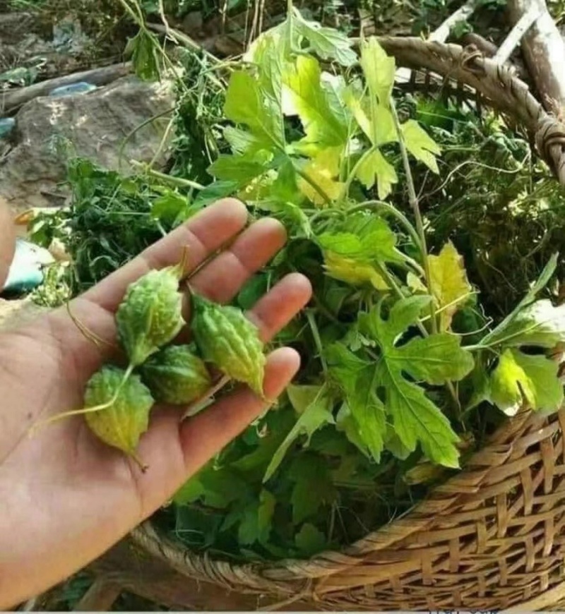 山苦瓜