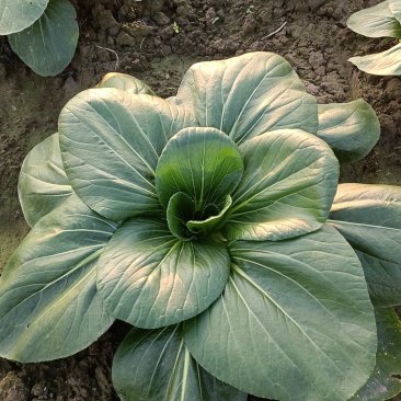 如皋黑塌菜，