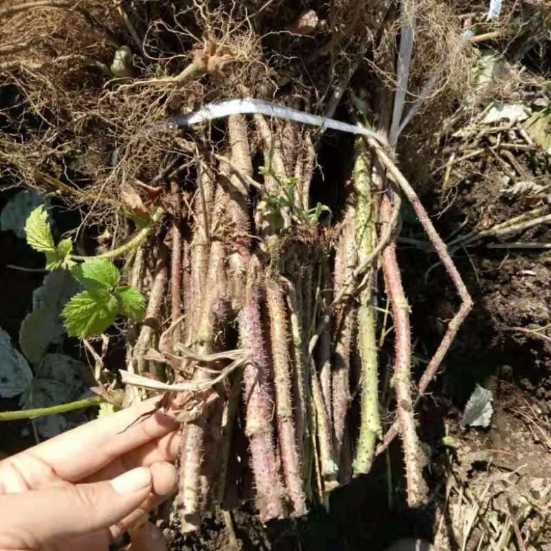 双季红树莓苗黑龙江三莓之乡特大果秋萍波尔卡R36