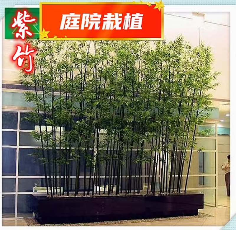 紫竹苗别名黑竹墨竹竹茹乌竹庭院绿化盆栽竹子