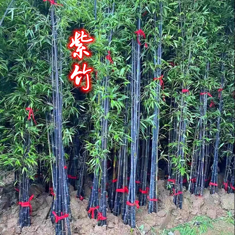 紫竹苗别名黑竹墨竹竹茹乌竹庭院绿化盆栽竹子