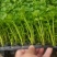 芹菜苗法国皇后根芹苗地拔芹菜穴盘芹菜苗水果芹菜苗