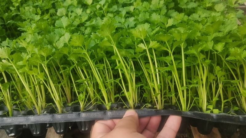 芹菜苗法国皇后根芹苗地拔芹菜穴盘芹菜苗水果芹菜苗