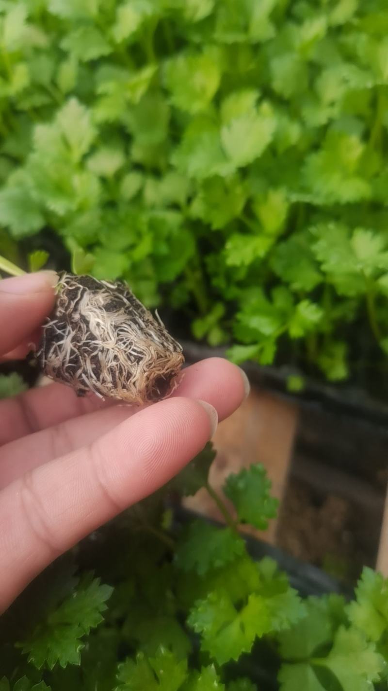 芹菜苗法国皇后根芹苗地拔芹菜穴盘芹菜苗水果芹菜苗