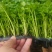 芹菜苗法国皇后根芹苗地拔芹菜穴盘芹菜苗水果芹菜苗