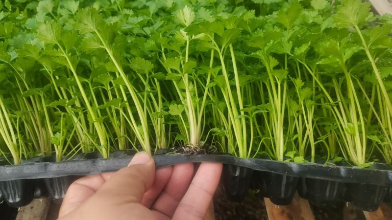 芹菜苗法国皇后根芹苗地拔芹菜穴盘芹菜苗水果芹菜苗