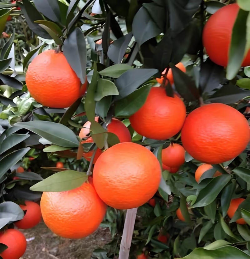 东方红，四季红，口感纯甜，市场，电商，出口，都可发货