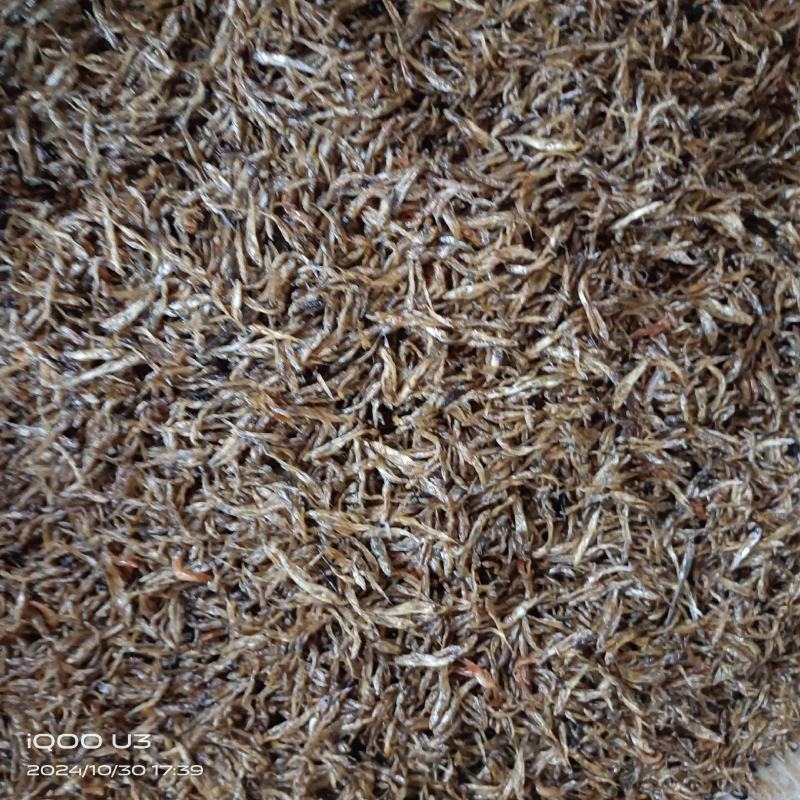 小白条鱼干