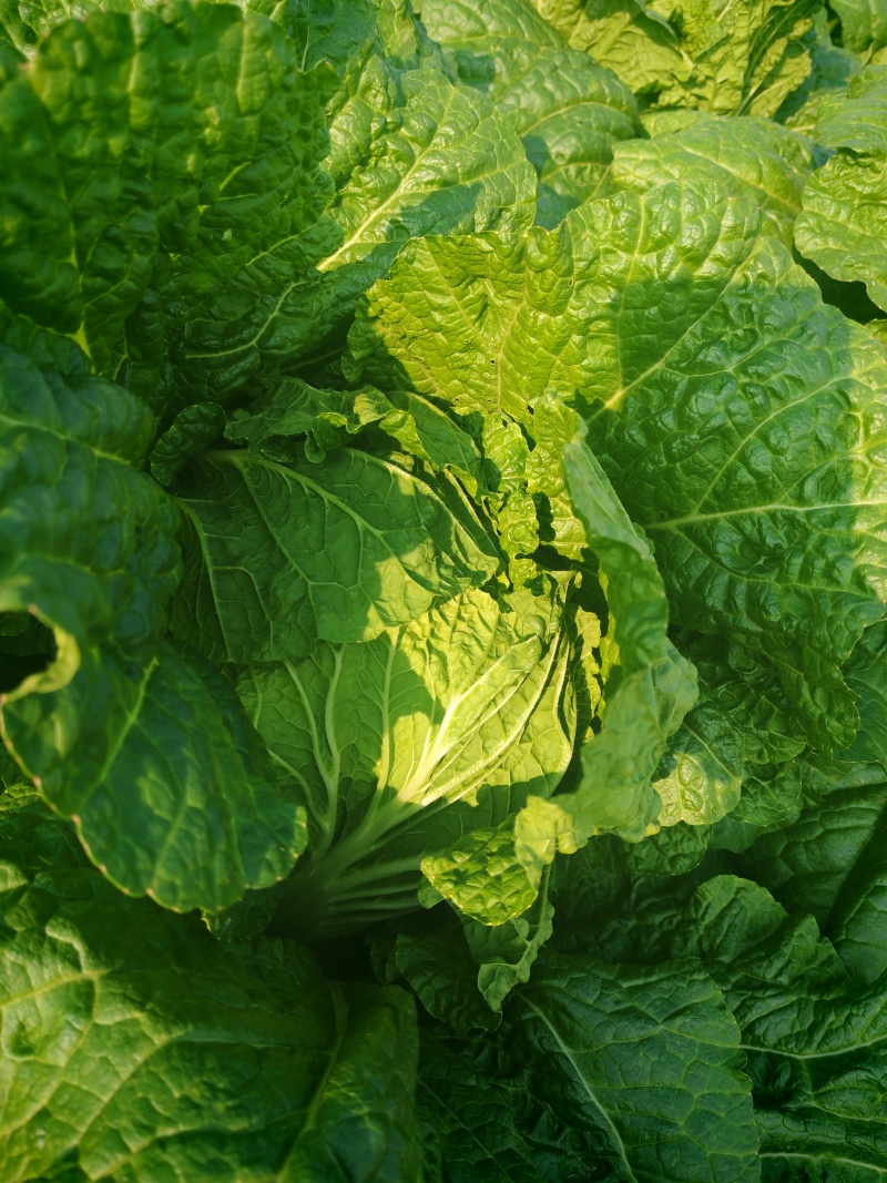 白菜，湖北黄心大白菜，大量供应，产地直发，诚信经营