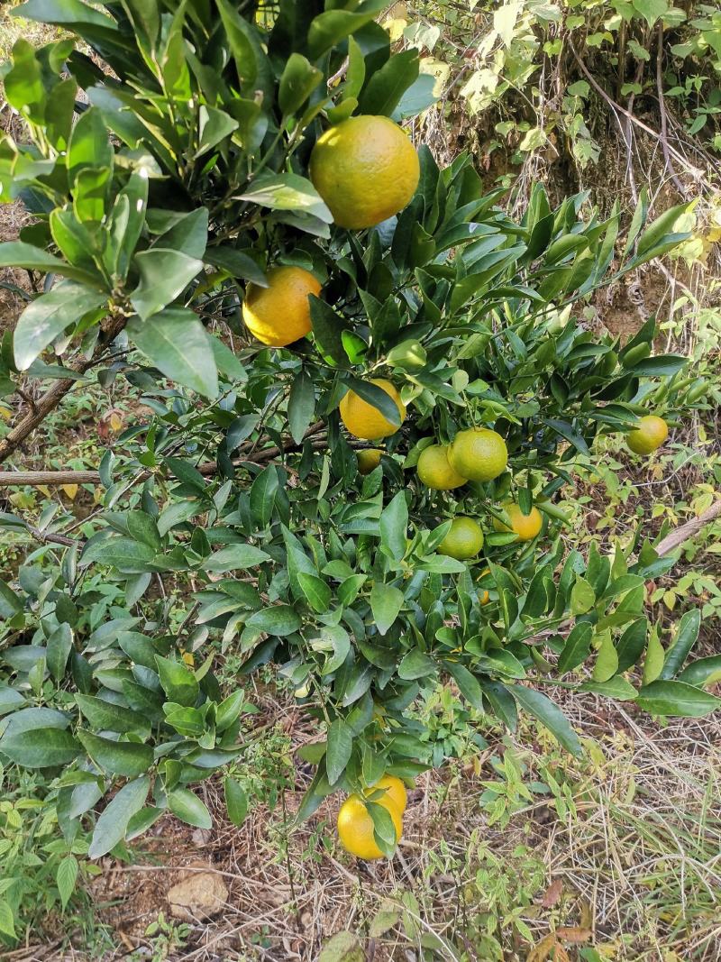 芦柑