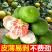 宜昌蜜桔酸甜薄皮无籽，产地一手货源，可对接各种平台