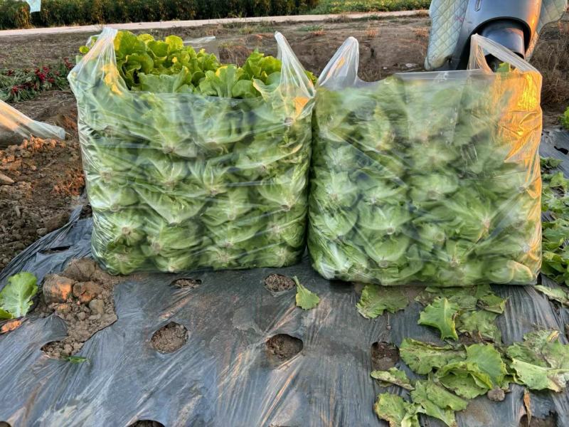 意大利（罗马）生菜，产地发货一手货源批发品质保证价格优惠