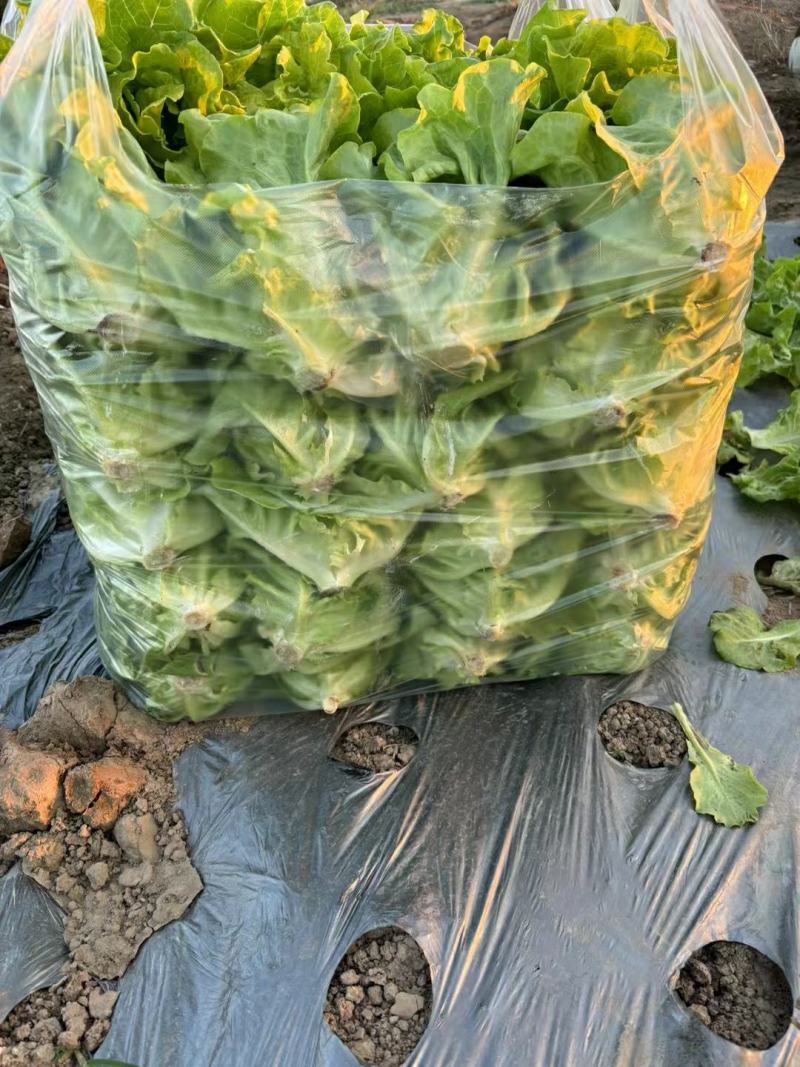 意大利（罗马）生菜，产地发货一手货源批发品质保证价格优惠