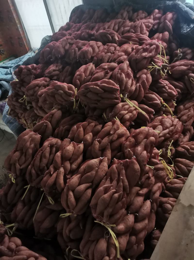 精品小红网袋装龙九地瓜