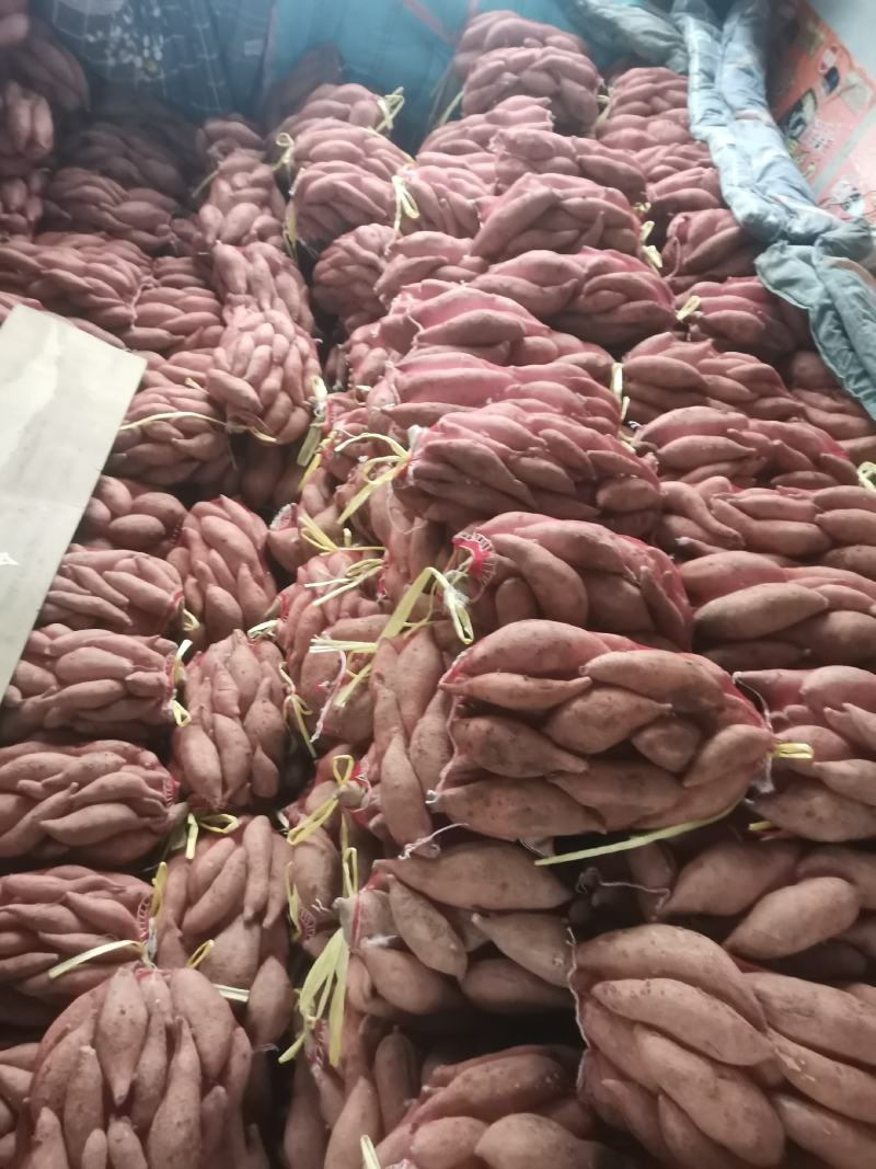 精品小红网袋装龙九地瓜