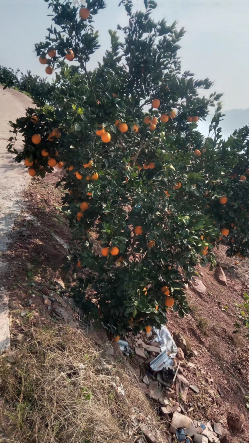 湖北秭归纽荷尔销售，色红质优，水足味甜，欢迎客商釆购。