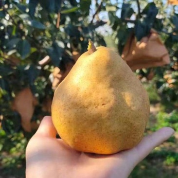 山东莱阳丑梨