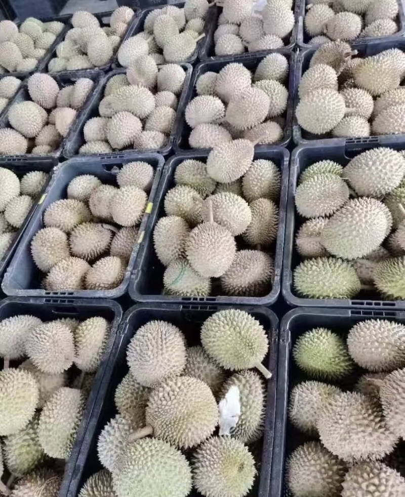 液氮黑刺D200马来西亚规格齐全品质保证