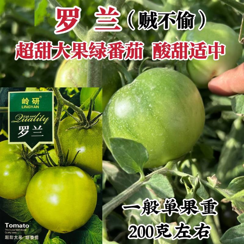 东北贼不偷番茄种子岭研罗兰绿番茄种子超甜大果型绿色西红柿