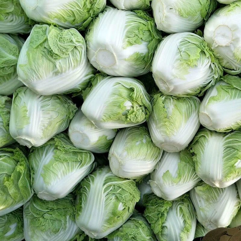 东京868大白菜新乡小包鸡腿大白菜产地直发欢迎咨询