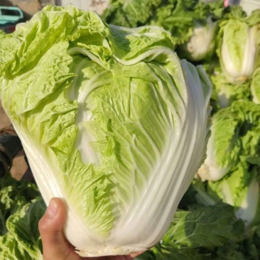 东京868大白菜新乡小包鸡腿大白菜产地直发欢迎咨询