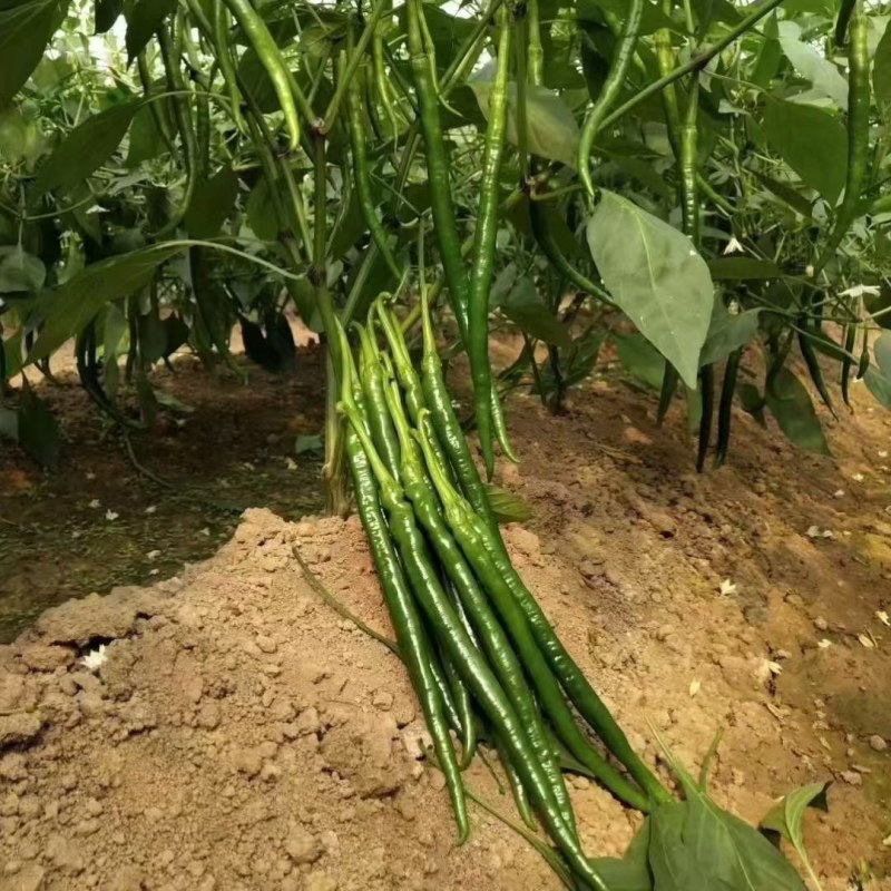 青线椒