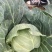 包头菜