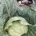 包头菜
