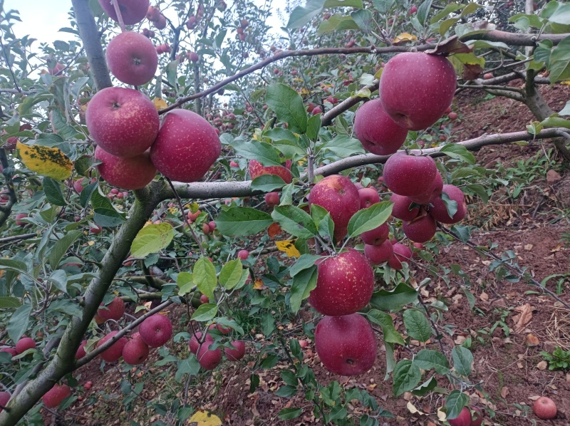 汉源糖心苹果