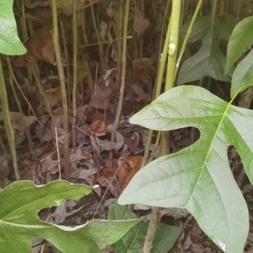 马褂木苗（鹅掌楸苗）规格齐全大量现货