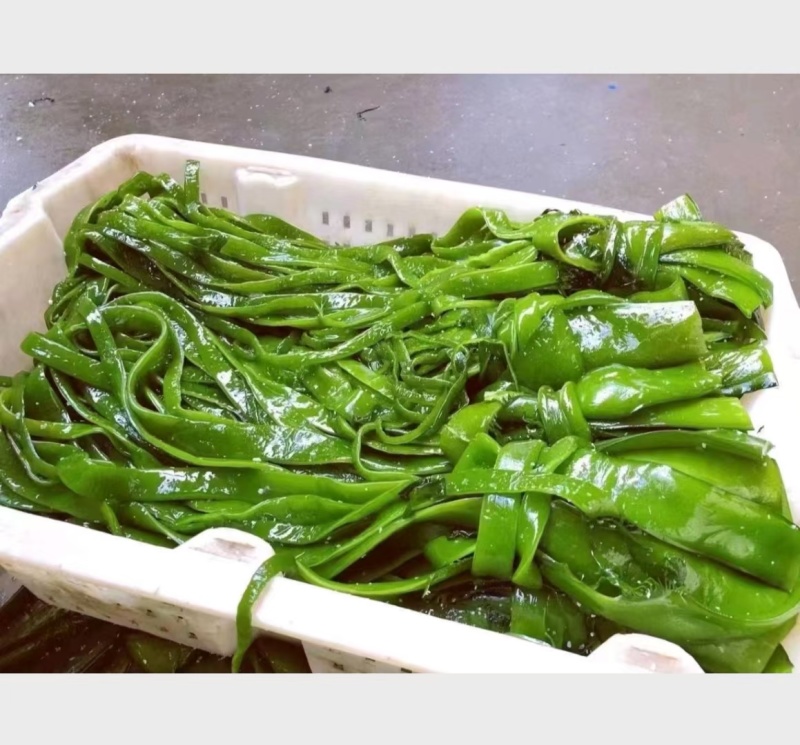 盐渍脱水裙带菜一级梗。一级梗丝