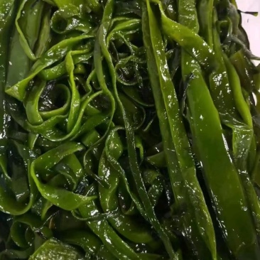 盐渍脱水裙带菜一级梗。一级梗丝