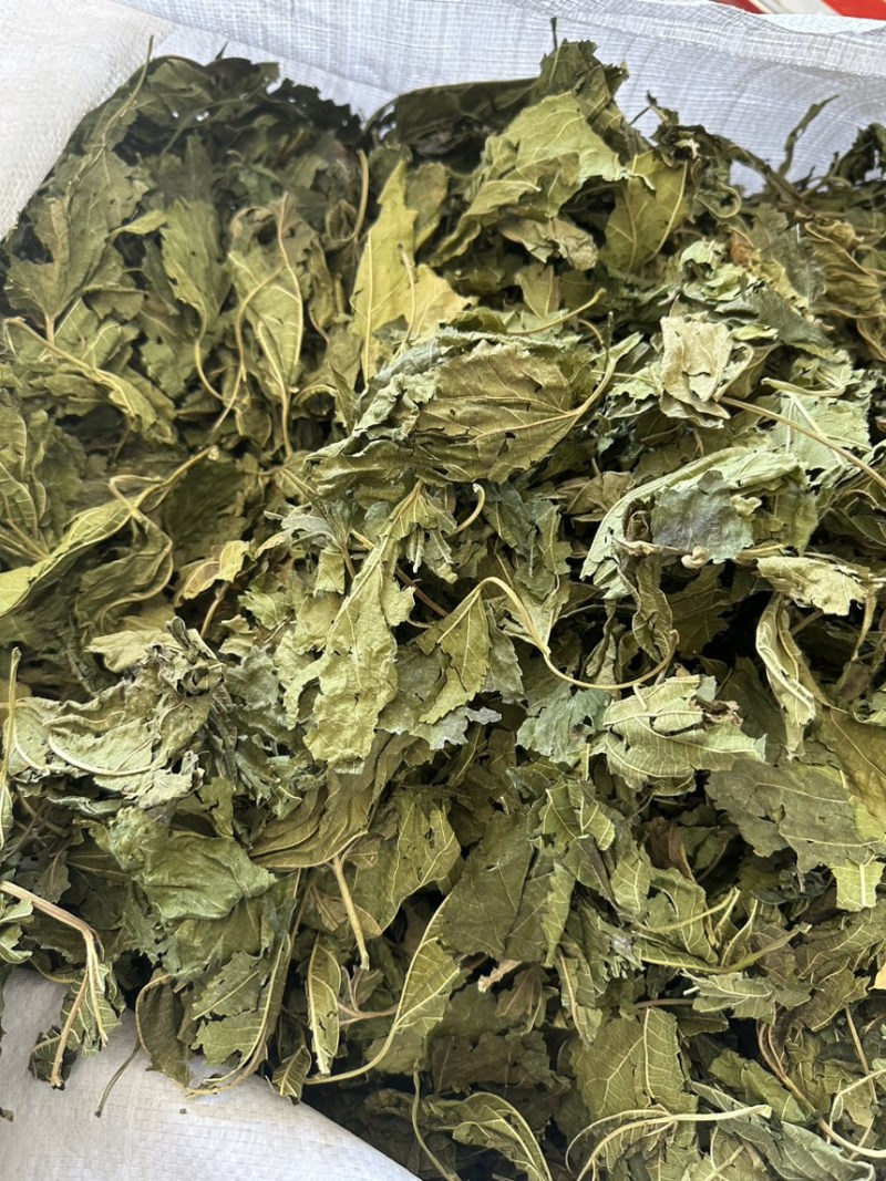 中药材批发新鲜青桑叶天然无硫代客打粉干桑叶