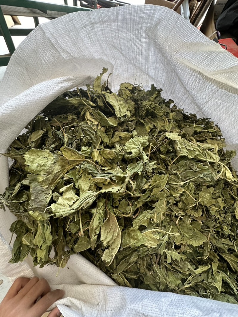 中药材批发新鲜青桑叶天然无硫代客打粉干桑叶