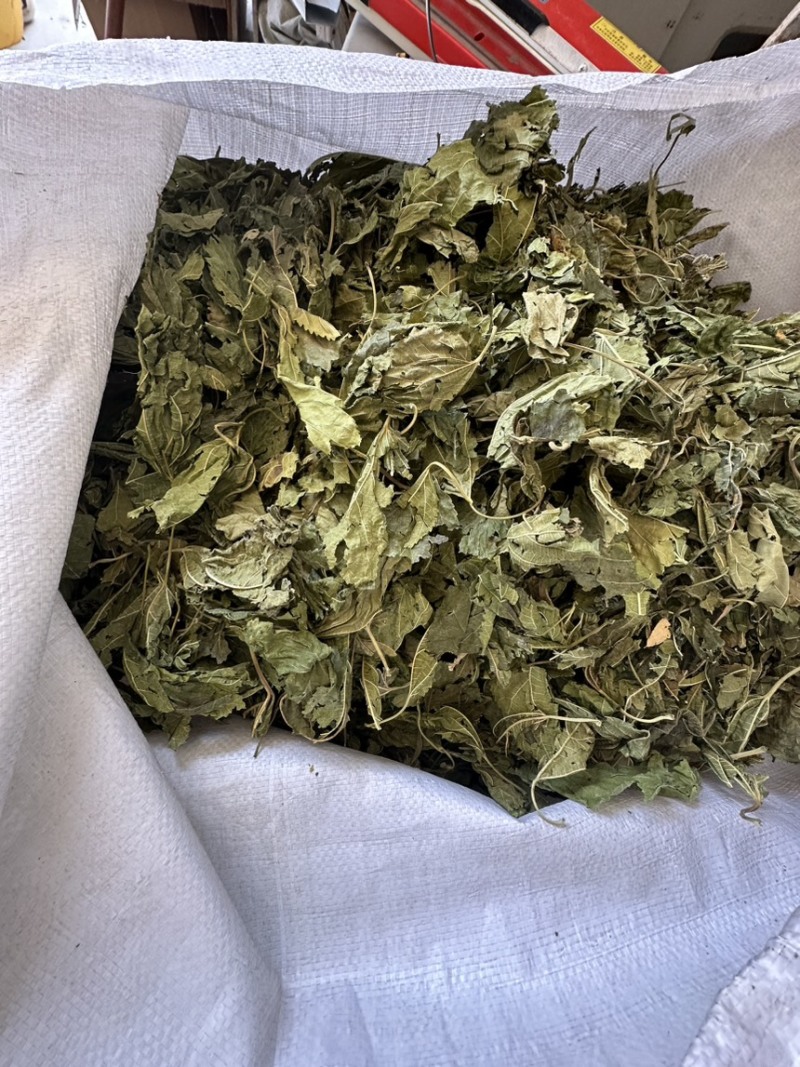 中药材批发新鲜青桑叶天然无硫代客打粉干桑叶