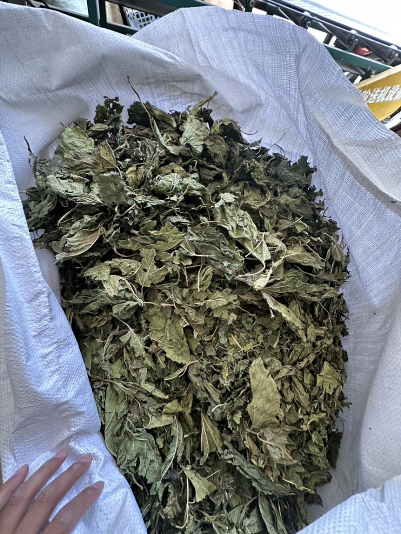 中药材批发新鲜青桑叶天然无硫代客打粉干桑叶
