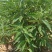 贵州省锦荣中药材开发有限公司天然冰片