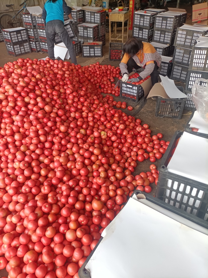 山东渮泽定陶黄店西红柿大量上市，货愿充足，现货。