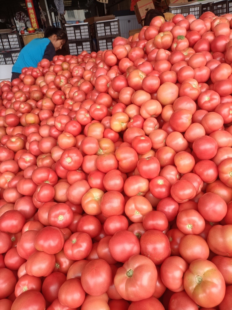 山东渮泽定陶黄店西红柿大量上市，货愿充足，现货。