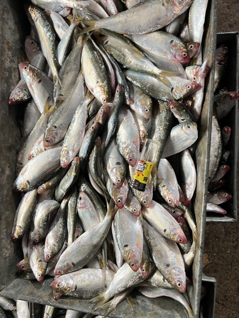 海鲫鱼，5800元一吨11-13条/斤，起批量1吨起