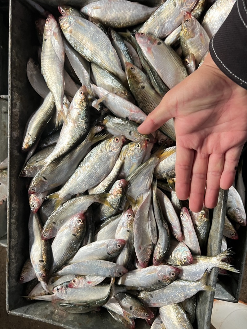 海鲫鱼，5800元一吨11-13条/斤，起批量1吨起