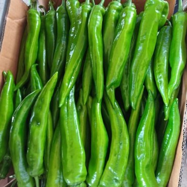 广东湛江鲜辣椒，青皮尖椒，羊角椒，尖椒，青尖椒欢迎来电咨