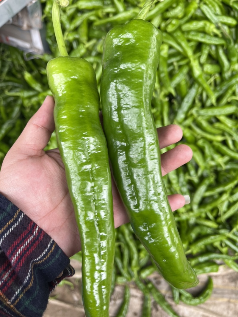301泡椒大量有货，品质不等，价格不同，需要的联系～