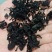 烘干出口裙带菜裙带菜脱水电商用大价格好