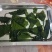 烘干出口裙带菜裙带菜脱水电商用大价格好