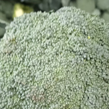 耐寒优秀西兰花