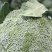 耐寒优秀西兰花